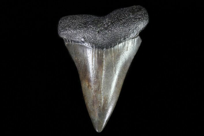 Large, Fossil Mako Shark Tooth - Georgia #75036